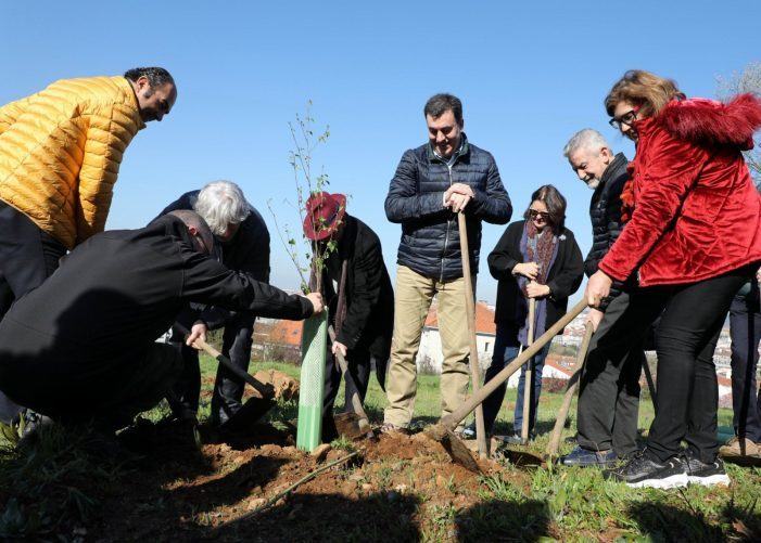 A Cidade da Cultura comeza a plantación de árbores do Bosque do Camiño con colectivos vencellados ás rutas xacobeas