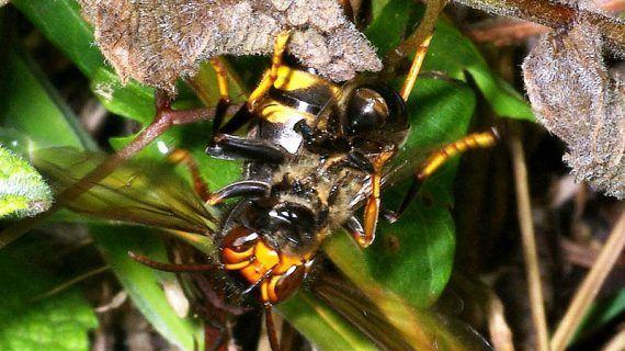 Vespa velutina, un inimigo a combatir