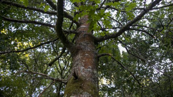 O DOG convoca as axudas para a execución de accións de mellora e conservación en espazos da Rede Natura 2000