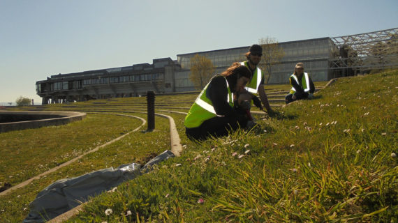 O programa de voluntariado da OMA permite erradicar a flora invasora do campus