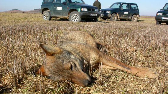 SEO/BirdLife y WWF presentan un informe sobre el impacto del envenenamiento de fauna en España en 25 años