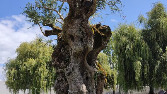 La Autoridad Portuaria de Vigo apuesta por la reforestación de las avenidas y la Praza da Estrela con autóctonas de gran porte