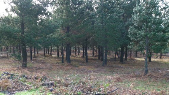 A Xunta fomenta a dixitalización e a descarbonización do sector forestal para mellorar a súa sustentabilidade e competitividade