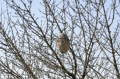 La Xunta lleva retirados más de 9.500 nidos de avispa velutina en lo que va de año