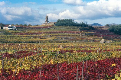 Cerca de 20 bodegas, restaurantes, y alojamientos de o Ribeiro participan este fin de semana en Primavera de Puertas Abiertas en las rutas de los vinos de la Xunta