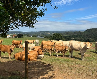 Medio Rural convoca por primera vez una subasta de 56 animales criados en el Centro de Investigaciones Agrarias de Mabegondo los próximos 23 y 24 de julio